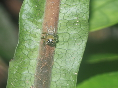 Colyttus