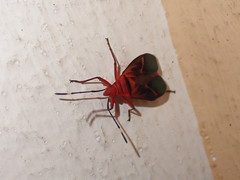 Dysdercus fulvoniger