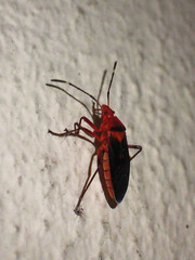 Dysdercus fulvoniger