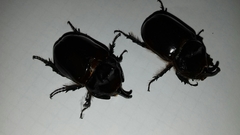 Oryctes nasicornis