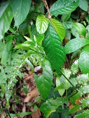 Dicliptera hyssopifolia