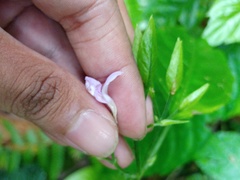 Dicliptera hyssopifolia