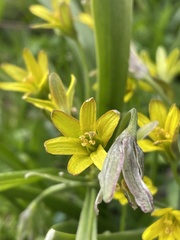 Gagea lutea