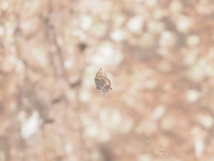 Dolichognatha longiceps