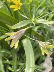 Gagea lutea