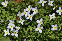 Houstonia serpyllifolia