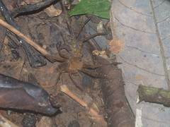 Heteropoda homstu
