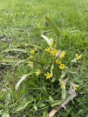Gagea lutea
