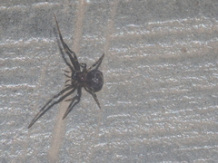 Dolichognatha longiceps