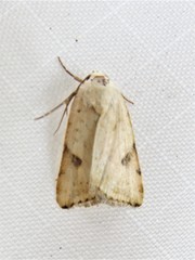 Micrathetis costiplaga