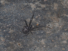 Dolichognatha longiceps