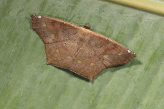 Paragonia cruraria