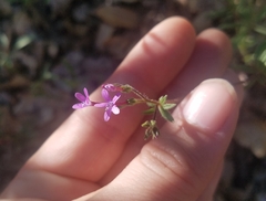 Allophyllum divaricatum