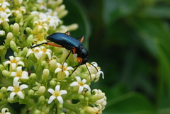 Strongylium erythrocephalum