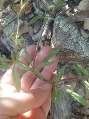 Allophyllum divaricatum