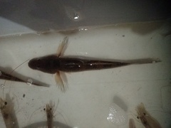 Glossogobius giuris
