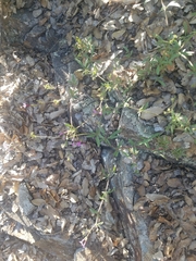 Allophyllum divaricatum