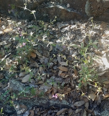 Allophyllum divaricatum