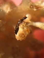 Pseudidarnes minerva