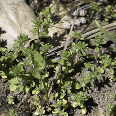 Pogogyne serpylloides