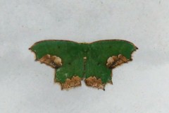 Chloroparda palliplagiata