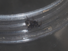Dolichognatha longiceps