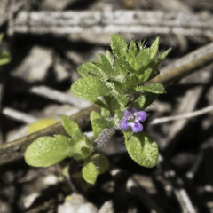 Pogogyne serpylloides