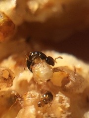 Pseudidarnes minerva