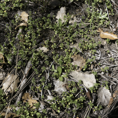 Pogogyne serpylloides