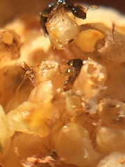 Pseudidarnes minerva