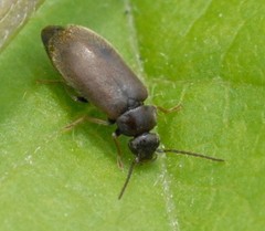 Scraptia dubia
