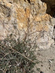 Eriogonum microtheca panamintense