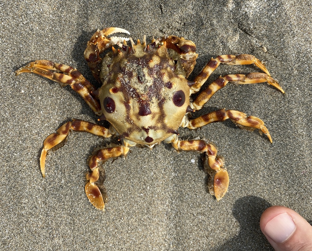 Tiger Crab from Pui O area on April 13, 2022 by biobanklantauhk