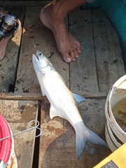 Fourfinger Threadfin photo 3