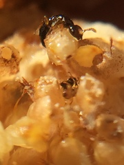 Pseudidarnes minerva