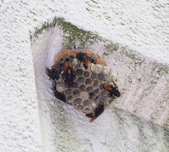 Polistes sagittarius