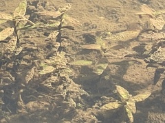 Hygrophila costata