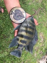 Heterotilapia buettikoferi
