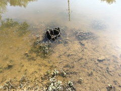 Hygrophila costata