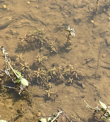 Hygrophila costata