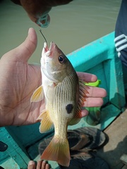 Lutjanus johnii