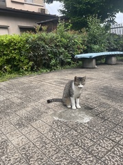 Felis catus