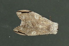 Stauroplitis accomodus