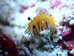 Halgerda elegans