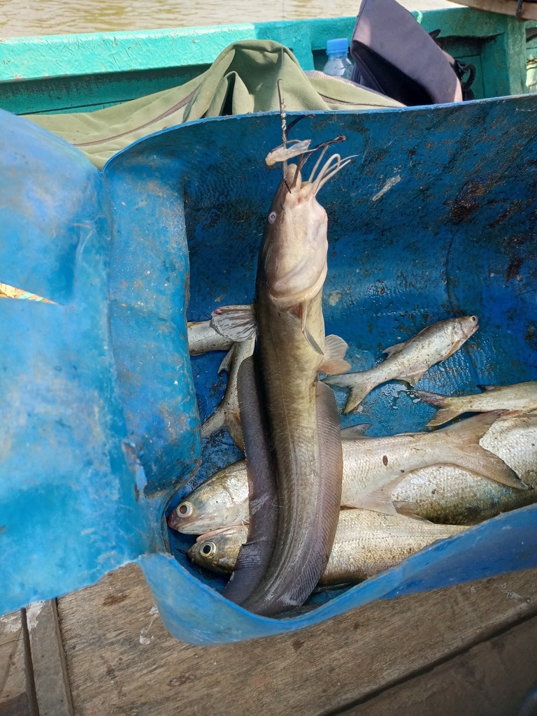 Barbel Eel Catfish (Plotosus canius)
