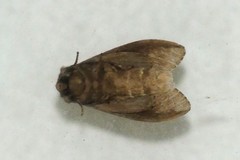 Stauroplitis accomodus