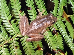 Litoria watsoni