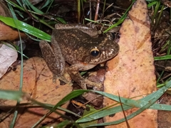 Litoria watsoni