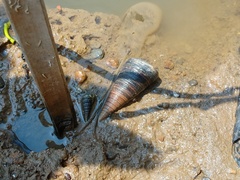 Telescopium telescopium