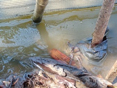 Episesarma versicolor